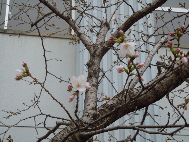 桜と校舎