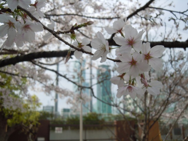 桜