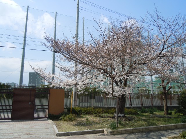 桜