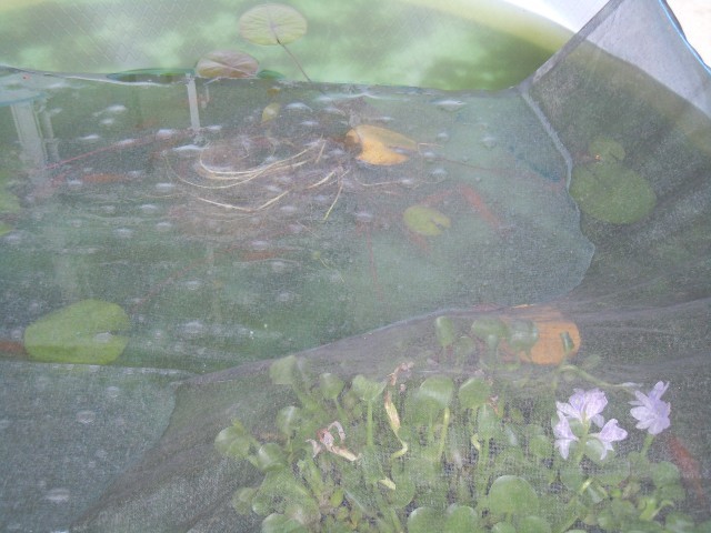 プールの金魚