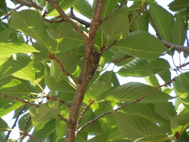 蝉