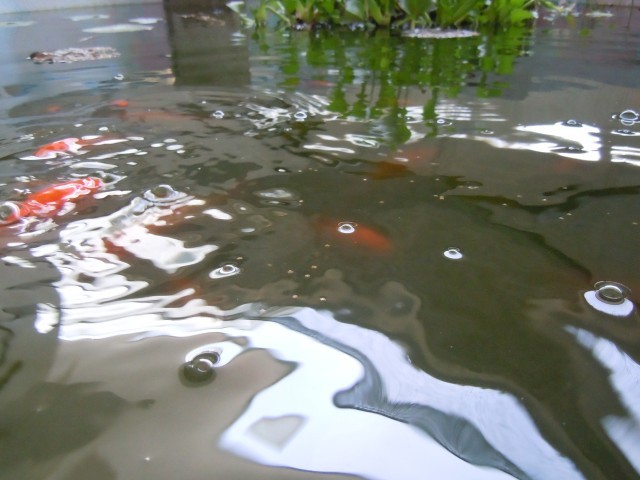 金魚さん