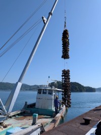 牡蠣の水揚げ