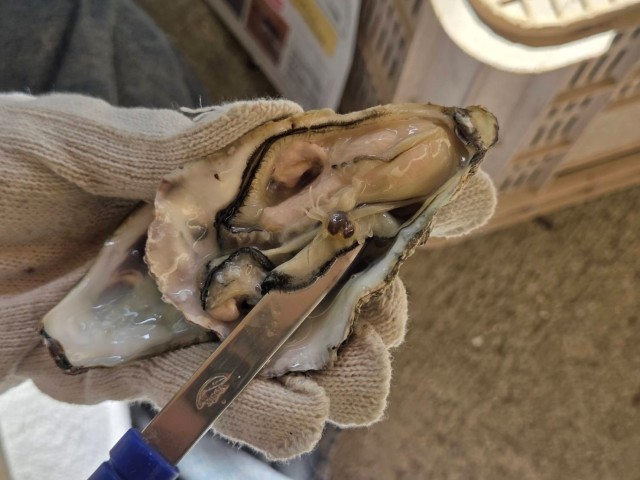 牡蠣打ち体験