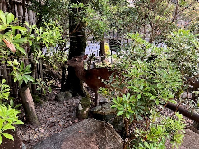 宮島の鹿