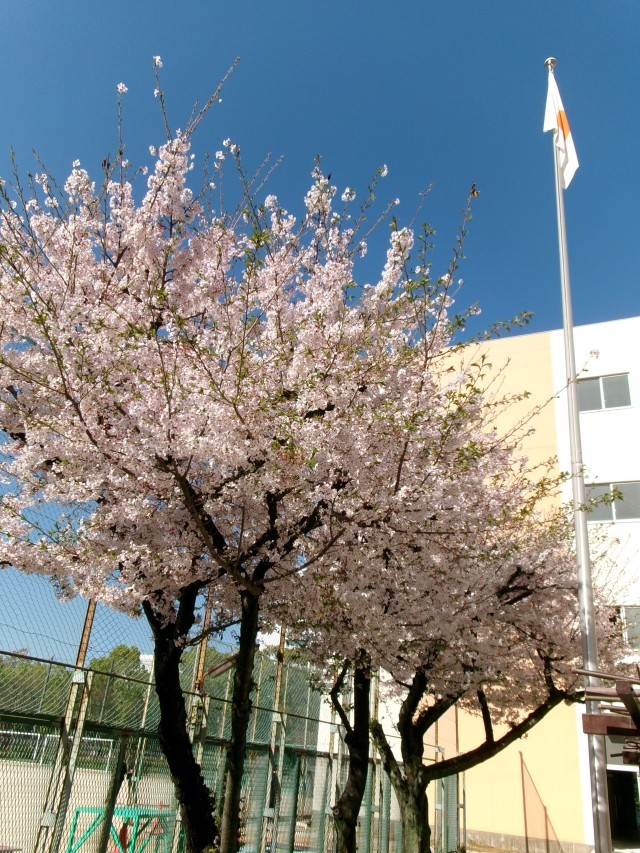 始業式の朝の校庭の桜
